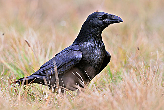 soi sô lô đê bach thu